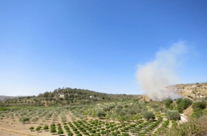 Campo de cítricos y olivos con el incendio de fondo